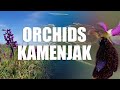 Orchids in Kamenjak, Istra peninsula in Croatia