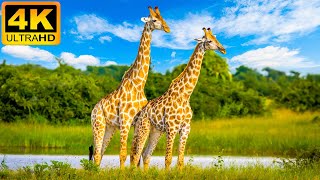 🔴 4K Unique Wildlife Of Chobe National Park, Botswana - Wild Animals Of Africa With Relaxing Music