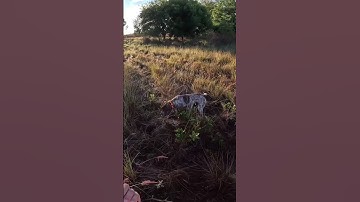 Gunner the German Shorthaired Pointer Flushing a Pheasant Kauai, Hawaii