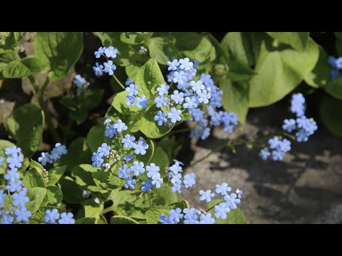 Video: Var kommer brunnera macrophylla hemma?