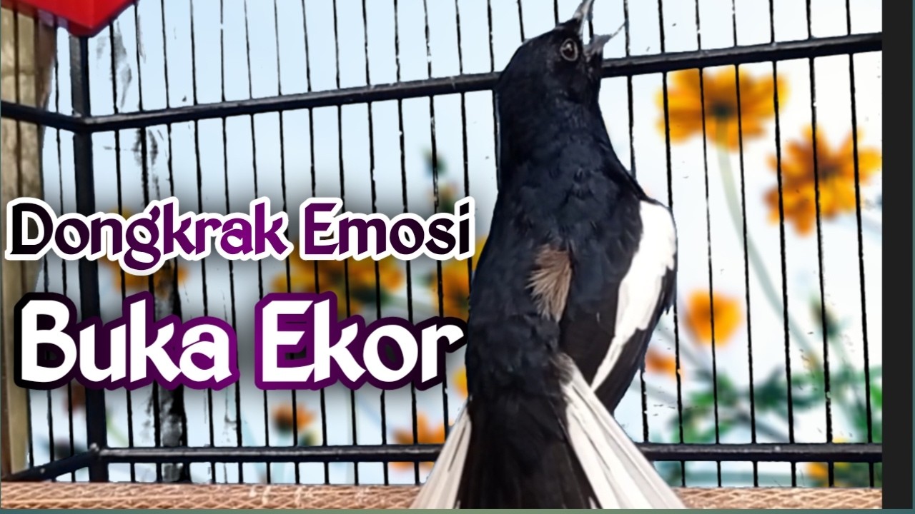 PANCINGAN KACER GACOR BUKA, EKOR SEKALI DENGAR KACER LAIN LANGSUNG NYAUT FULL MATERI KASAR