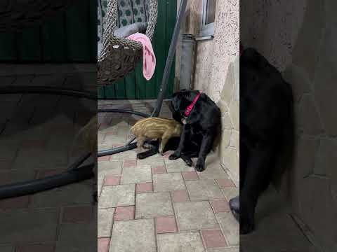 Такой родной) #hunting #животные #лесной #кабан #animals #собака #семья #pig #рыбалка