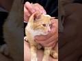 Trova dei gattini e...🥹❤️