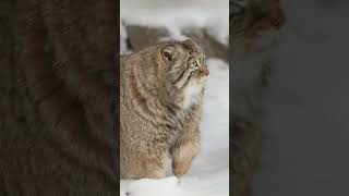 How Pallas's cat Zelenogorsk spends winter days