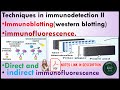 Techniques in immunodetection II: Immunoblotting( western blotting) immunofluorescence, step by step