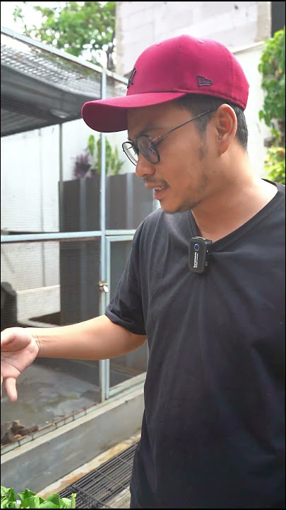 bayam itu gak boleh ya guys haram hukumnya di kasih ke kura kura kita  #bumireptile #sulcata