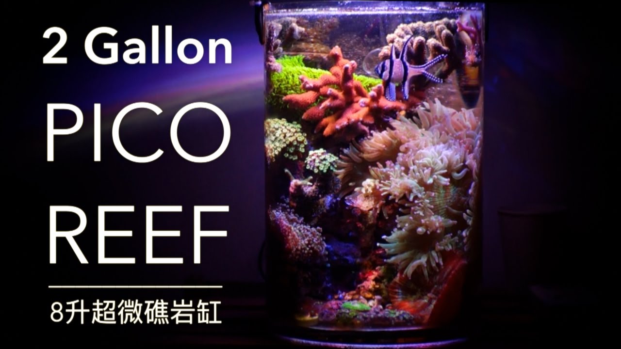 2 Gallon Pico Reef 8升超微礁岩缸 Youtube