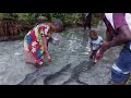 Feeding Eels At Laraibina