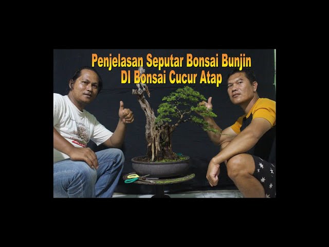 Bonsai bunjin  cucur atap || Penjelasan tentang bonsai bunjin class=