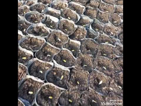 Xotinlarni aldash porno hikoyalar