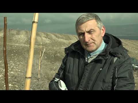 კაკლის ბაღის გასხვლა. სოფელი აღაიანი, კასპის რაიონი. სადემონსტრაციო ნაკვეთი