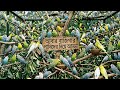 আবার পাখিদের দিয়ে আড্ডা।
