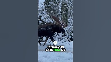 Rekaman Luar Biasa 🦌🎥: Rusa Jantan Melepas Tanduknya! #fakta
