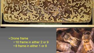 6 Weeks As A Beekeeper... Now What? with Kim Flottum