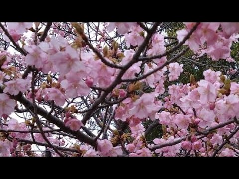 No.43🚩【桜の小径】(73歳の思い出づくり)11曲目🩵覚えていたはずなのに忘れてる(笑)この季節にこそ歌わなくっちゃ。
