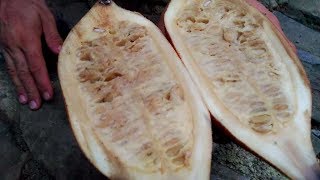 EP9. La Jagua (Genipa americana) - Otra fruta tropical abundante en la República Dominicana Jagua Fruit Dominican Republic