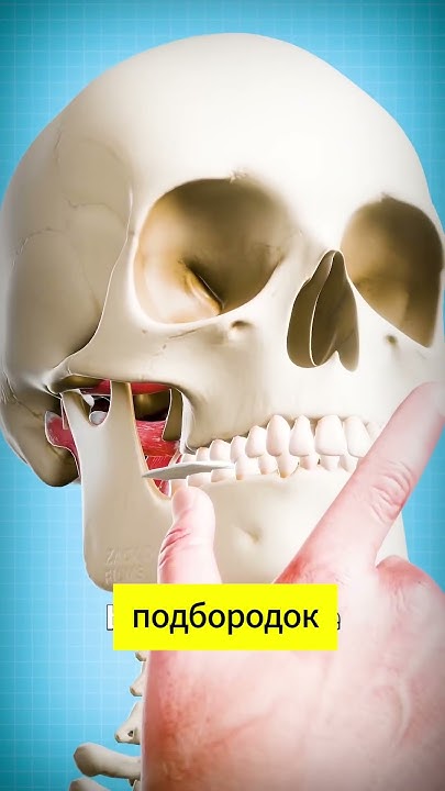 Как вправить челюсть😨 #анатомия #anatomy #биология #медицина - YouTube