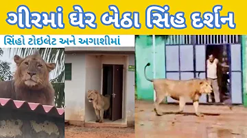 ગીરમાં ઘેર બેઠા સિંહ દર્શન //घर पे आते है शेर #ગીરનાખોળે #travelwithjt #CoorgwithKarishma