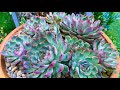 Succulent Plant / Resetting a 3 year old Echeveria Hercules