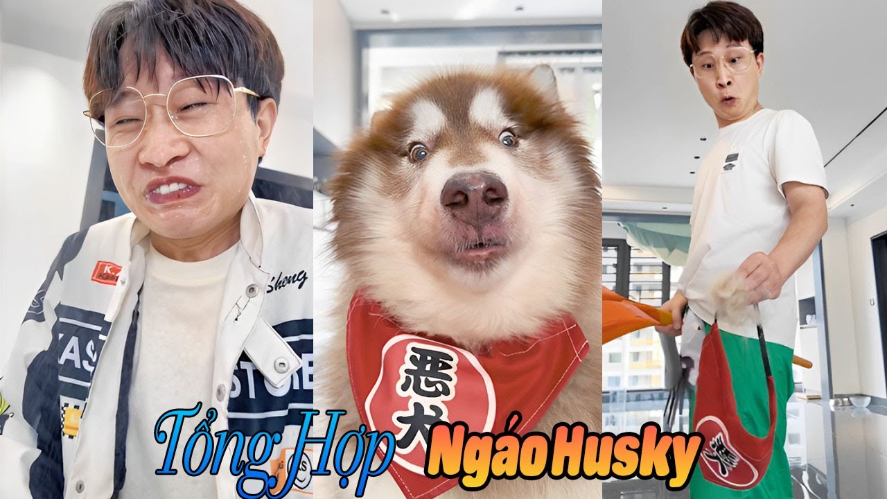 Tổng Hợp Ngáo Husky Trọn Bộ #thúcưng #vậtnuôi #chómèohàihước #funny