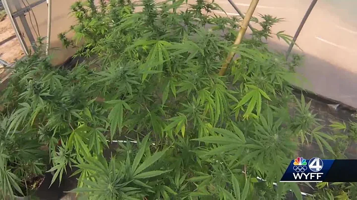 Joe Cunningham would legalize marijuana if elected...