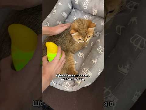 ЛАЙФХАК В ПЕРИОД ЛИНЬКИ 😺