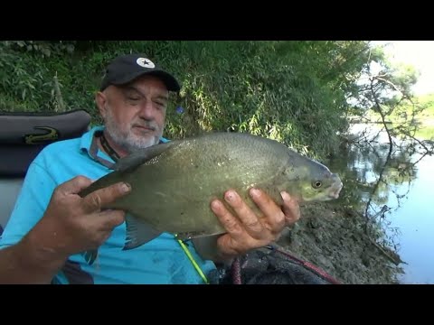 Video: Kako Je Lako Uloviti Deverika