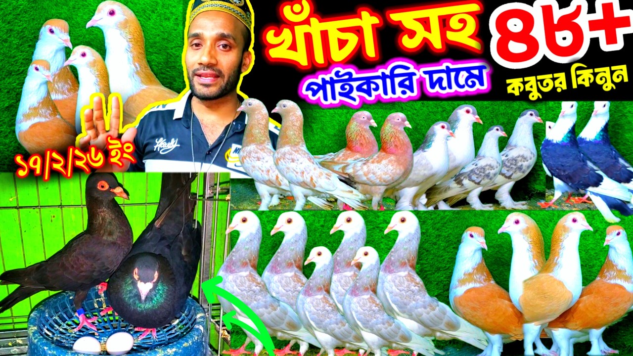 খাঁচা সহ পাইকারি দামে কবুতর কিনুন || ডিম বাচ্চা সহ রেসার রাজগোল্লা ও লাহরি কবুতর কিনুন খামার থেকে ||