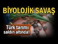 Findik tarlalarinda neler oluyor