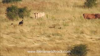 LOBO IBÉRICO EN LA SIERRA DE GUADARRAMA