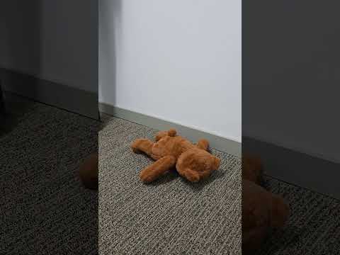 Pebbles crushing a teddy bear #crushexperiment #sandals #satisfyingcrush #crushtest