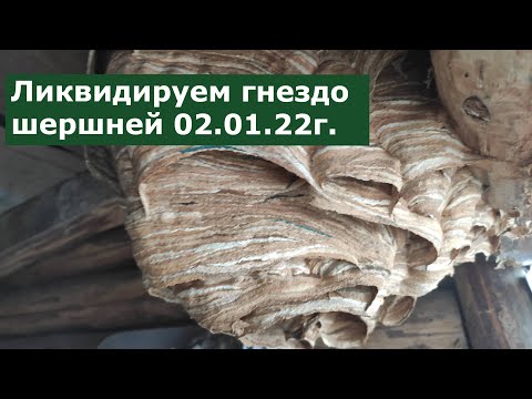 ЛИКВИДАЦИЯ ГНЕЗДА ШЕРШНЕЙ  02.01.22г.