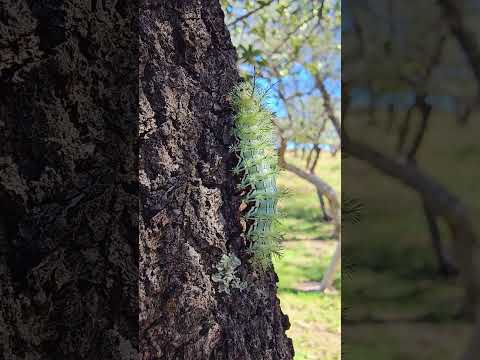 The Sky, Open Field and Kites #LoveNature