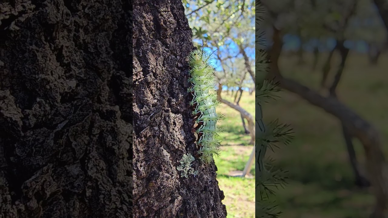 Cecrops eyed silkmoth caterpillar 
