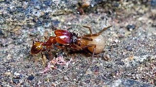 Fire Ants vs attack an spider