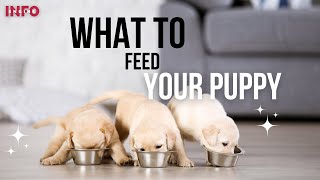 What To Feed A Puppy | New Puppy Diet Plan | Puppies Full Day Of Eating #puppyfeeding #puppyeating by Info Engine - Pets 68 views 1 year ago 4 minutes, 11 seconds