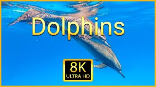 Dolphins 8K ULTRA HD - Compilation of Beautiful Dolphin Footage