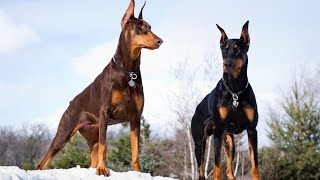 Navigating Doberman Encounters with Wildlife How to Ensure Safety and Respect for All