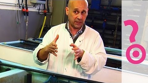 Can You Vaccinate an Oyster? - Do You Know?