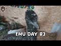 Emu Life Day 83 - An ostrich stays home as it's bad weather