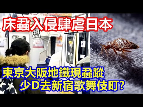 床蝨入侵肆虐日本 東京大阪地鐵現蝨蹤 ! 少D去新宿歌舞伎町 ?