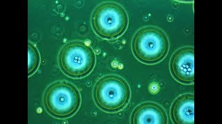 Shilps Sciences microfluidics video
