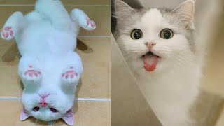 So many cute kittens videos compilation 2021😘 by One Minute pets 293 views 2 years ago 3 minutes, 16 seconds