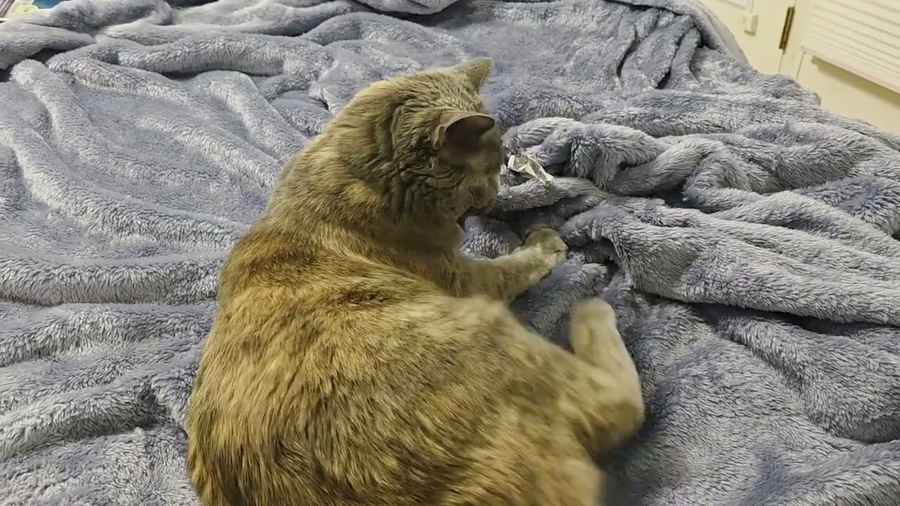 Tsuki's Friday Cat Naps and Bathtub Fun