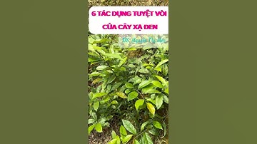 6 Tác Dụng Của Cây Xạ Đen – Không Chỉ Hỗ Trợ Ung Thư!