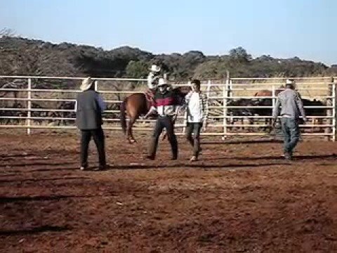 Alf Alpha rides bulls in Jalisco