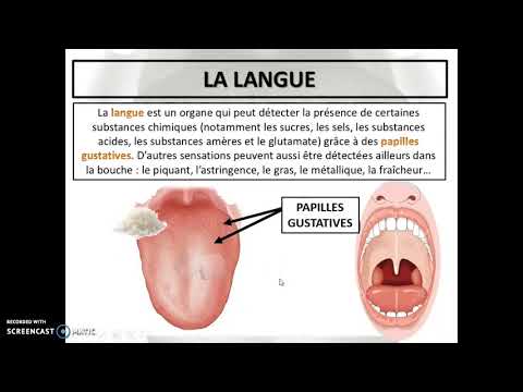 Vidéo: Bosses De La Langue: Papilles élargies Et Autres Problèmes