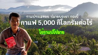 การปลูกกาแฟ โรบัสต้า ให้ได้ 5,000 กก.ต่อไร่ ไร่กาแฟโปลาย บ้านทะเลหอย ปลายพระยา จ.กระบี่ I EP 1