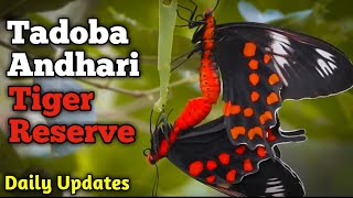 Tadoba Andhari Tiger Reserve || Episode 06 || 22 April 2020 || Jungle Safari