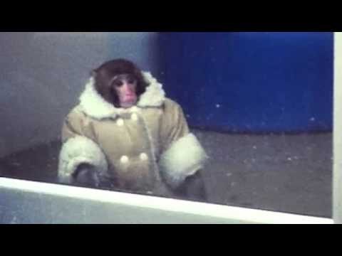 Ikea Monkey - I Will Wait For You